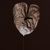 Anthurium VERA